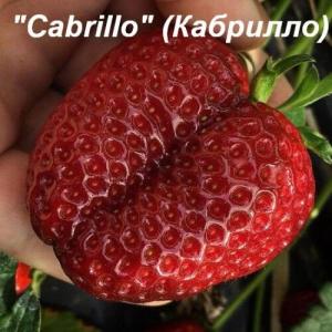 Клубника "КАБРИЛЛО" ремонтантная (7шт.)