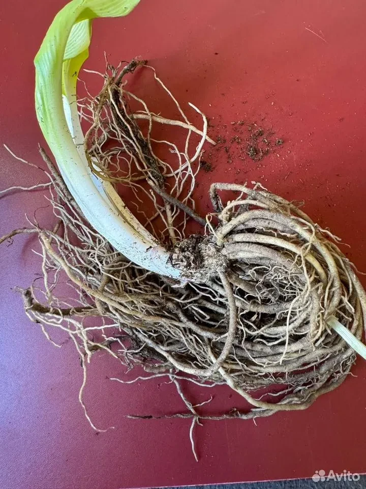 Хоста "ЛИБЕРТИ"