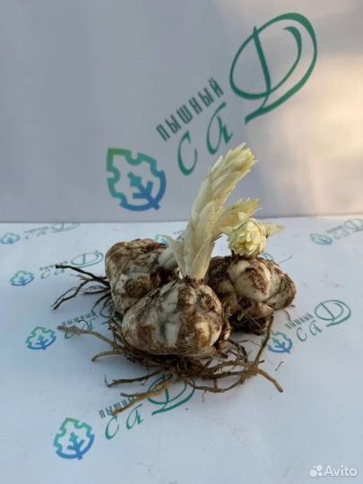 Лилия "ЛОТУС БРИЗ" 3 штуки (размер 18/20)